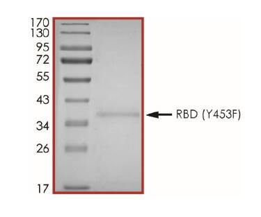 The purity of 2019-nCoV Spike protein S1 subunit, RBD (Y453F) was determined to be >90% by densitometry